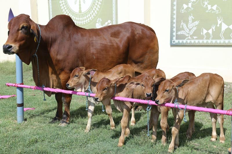 Gaushalas across India
